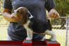 Additional photos: Beagle puppies for adoption