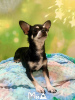 Photo №2 to announcement № 104007 for the sale of chihuahua - buy in Germany private announcement, breeder