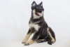Photo №2 to announcement № 9239 for the sale of german shepherd - buy in Switzerland private announcement