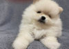 Photo №1. pomeranian - for sale in the city of Kiev | 1500$ | Announcement № 16051