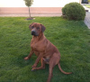 Additional photos: Rhodesian Ridgeback female ZKWP/FCI