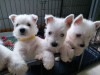 Photo №1. west highland white terrier - for sale in the city of Maine | negotiated | Announcement № 44311