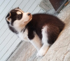 Photo №4. I will sell siberian husky in the city of Юлихярмя. breeder - price - 1057$