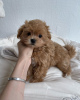 Additional photos: Gorgeous little Maltipoo puppies.