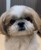 Photo №2 to announcement № 51133 for the sale of shih tzu - buy in Finland private announcement