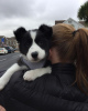 Photo №1. border collie - for sale in the city of Oslo | 423$ | Announcement № 80677