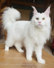 Photo №3. Maine Coon kitten for rehoming. United States