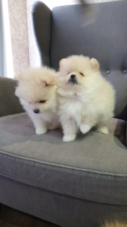 Photo №2 to announcement № 5812 for the sale of german spitz - buy in Russian Federation private announcement