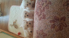 Photo №2 to announcement № 68933 for the sale of bichon frise - buy in Belarus private announcement
