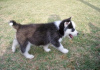 Photo №1. siberian husky - for sale in the city of Kürten | 370$ | Announcement № 119047