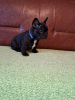 Additional photos: French bulldog puppies