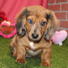 Photo №1. dachshund - for sale in the city of Berlin | 106$ | Announcement № 100240