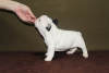 Additional photos: french bulldog puppies