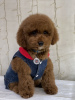 Photo №2 to announcement № 10398 for the sale of maltipu - buy in Ukraine breeder
