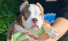 Additional photos: American bully kennel offers puppies for booking