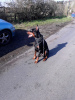 Photo №1. dobermann - for sale in the city of Vienna | 317$ | Announcement № 75991