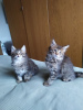 Photo №2 to announcement № 109185 for the sale of maine coon - buy in Netherlands private announcement, breeder