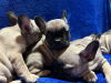 Additional photos: French bulldog puppies