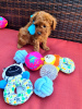 Photo №1. poodle (toy) - for sale in the city of Berlin | 259$ | Announcement № 104084