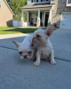 Additional photos: healthy French Bulldog puppies