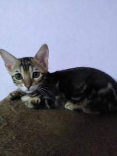 Photo №2 to announcement № 4222 for the sale of bengal cat - buy in Russian Federation from nursery, breeder