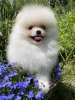 Photo №2 to announcement № 127351 for the sale of pomeranian - buy in Germany private announcement