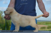 Photo №4. I will sell labrador retriever in the city of Stubline. breeder - price - negotiated