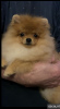 Photo №1. german spitz - for sale in the city of St. Petersburg | 1953$ | Announcement № 96194