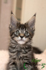 Photo №2 to announcement № 18074 for the sale of maine coon - buy in Russian Federation private announcement, from nursery, breeder