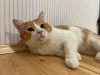 Additional photos: Charming red cat Bonechka is looking for a home and a loving family!