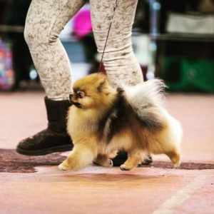 Photo №1. pomeranian - for sale in the city of Kiev | 1081$ | Announcement № 1610