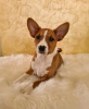 Photo №1. basenji - for sale in the city of Prague | negotiated | Announcement № 109966