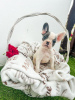 Additional photos: French bulldog puppies