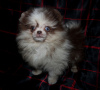 Photo №1. pomeranian - for sale in the city of Москва | negotiated | Announcement № 30081