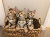 Photo №2 to announcement № 107771 for the sale of bengal cat - buy in Germany breeder
