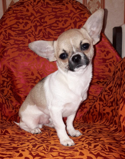Photo №1. chihuahua - for sale in the city of Москва | 202$ | Announcement № 2272