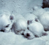 Photo №3. KC Korean Maltese puppies. United States