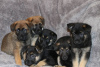 Photo №1. german shepherd - for sale in the city of Berlin | Is free | Announcement № 125086