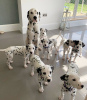 Photo №1. dalmatian dog - for sale in the city of Wyoming | 300$ | Announcement № 36303