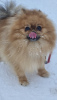 Photo №1. pomeranian - for sale in the city of Uusimaa | 1560$ | Announcement № 25982
