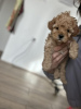 Additional photos: Miniature poodle puppies