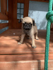 Photo №1. pug - for sale in the city of Nuremberg | 423$ | Announcement № 56608