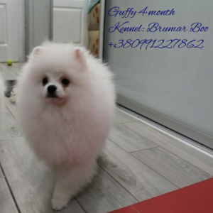 Photo №4. I will sell pomeranian in the city of Zaporizhia. from nursery, breeder - price - Negotiated