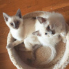 Photo №1. siamese cat - for sale in the city of Антверпен | negotiated | Announcement № 75562