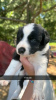 Additional photos: Border collie puppies