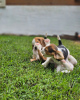 Additional photos: Beagle puppies looking for forever homes