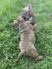 Additional photos: Pocket bully puppies males and females free to ask