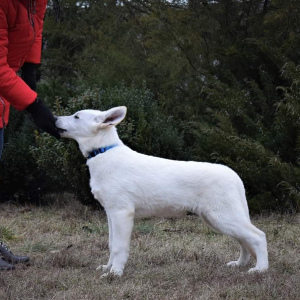 Photo №2 to announcement № 4815 for the sale of berger blanc suisse - buy in Ukraine from nursery