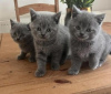 Photo №3. british shorthair blue kittens. Germany