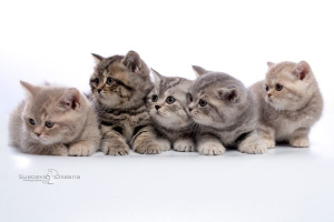 Photo №1. british shorthair - for sale in the city of Minsk | 300$ | Announcement № 5357